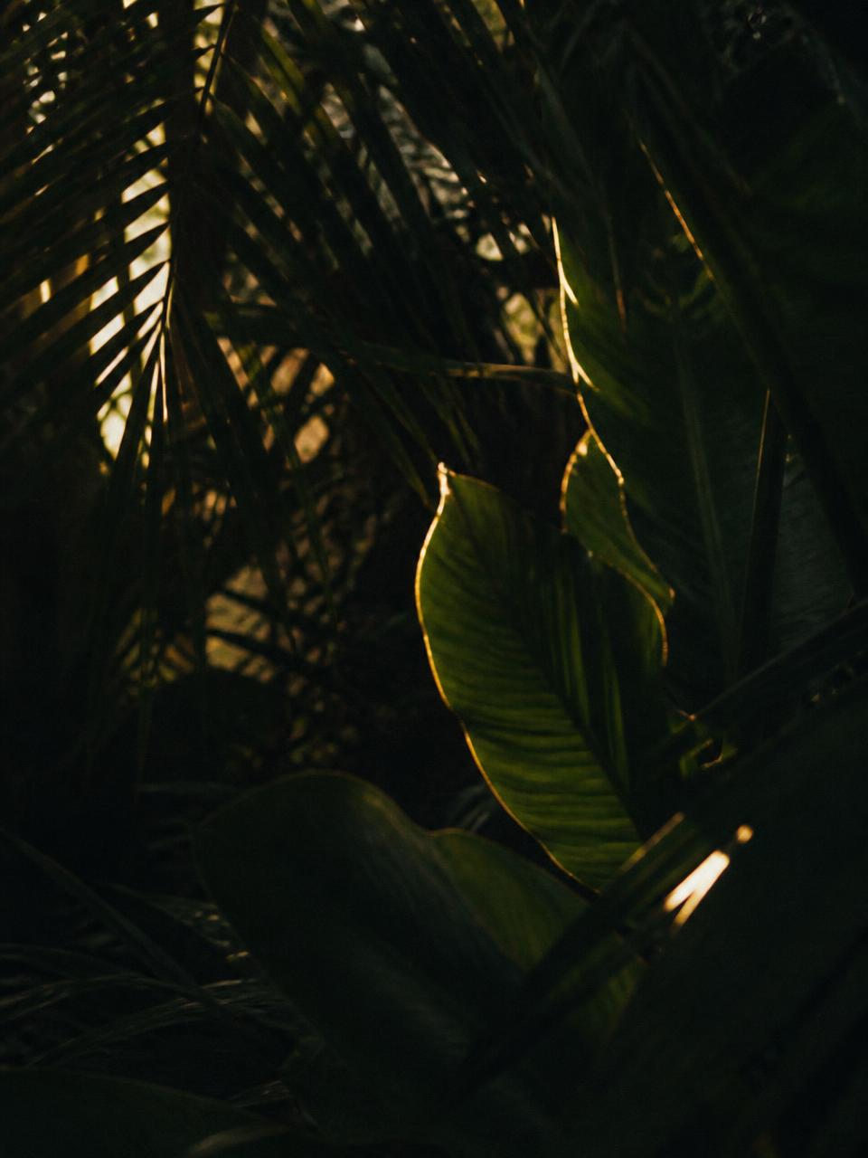 Folhagem tropical em luz de fim de tarde